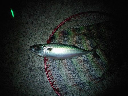 大サバ4本ゲット!!