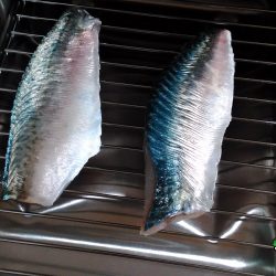 連敗脱出！大サバ釣行！