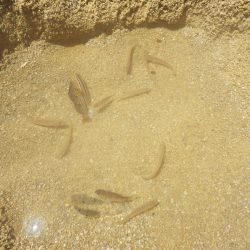 海水浴でチョイ投げ