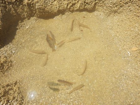 海水浴でチョイ投げ