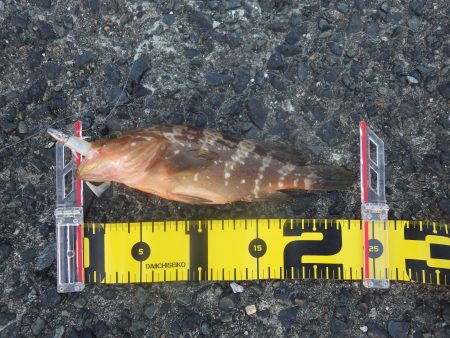 海水浴後に港でアコウ　24センチ