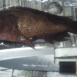 ガシラかと思ったらアコウでした。