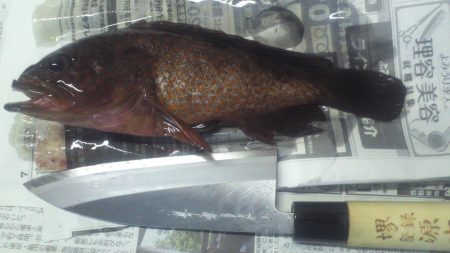 ガシラかと思ったらアコウでした。