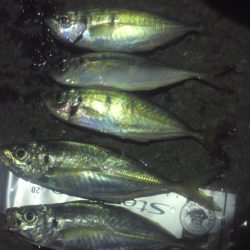 鯵の群れは未だ小さい？