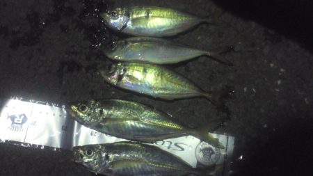 鯵の群れは未だ小さい？