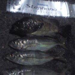 アジが去ったらメバルの出番