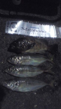 アジが去ったらメバルの出番