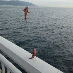 シラサエビで五目釣り