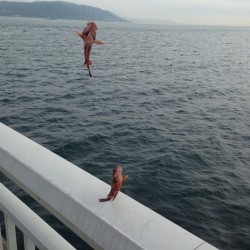 シラサエビで五目釣り