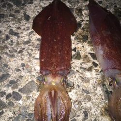 ケンサキエギング