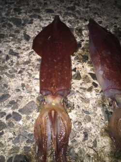 ケンサキエギング