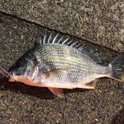 落とし込みでキビレ