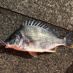 落とし込みでキビレ