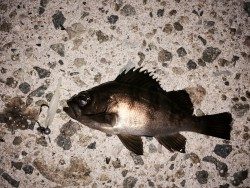 大きくなってください