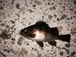 大きくなってください