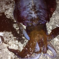 キロアップ  アオリイカ✌️