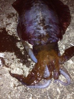 キロアップ  アオリイカ✌️