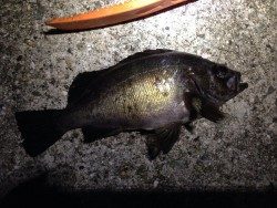 草フグ、ヒトデを入れたら8目