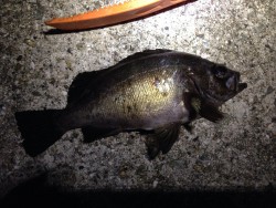 草フグ、ヒトデを入れたら8目