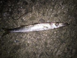 強風フィッシング