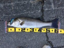 絶好調♪( ´▽｀)