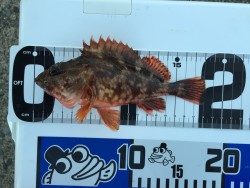 ロックフィッシュ‼︎