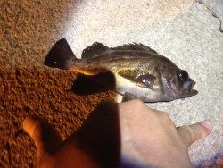 アジングのはずが