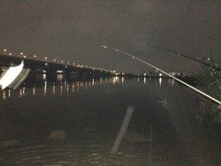 ウナギ！手長海老！