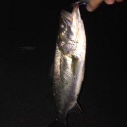 我慢できずにσ(^_^;)