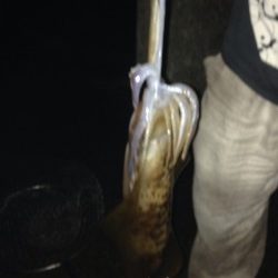 1.2キロアオリイカ