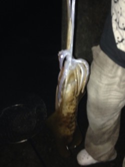 1.2キロアオリイカ