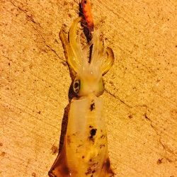 アオリイカ パタパタ君