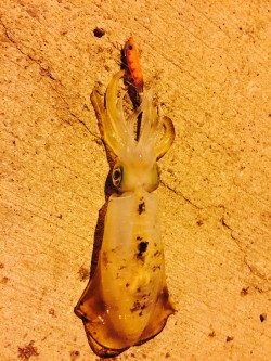 アオリイカ パタパタ君