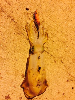 アオリイカ パタパタ君