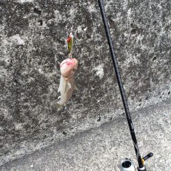 水軒へ青物狙い