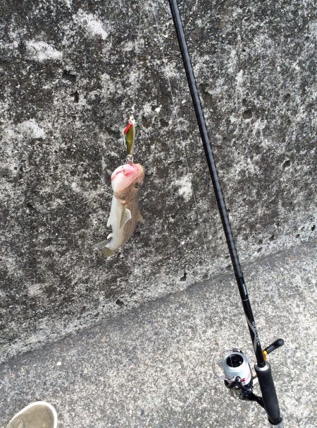 水軒へ青物狙い