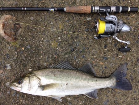 チョットだけ、投げてきました。