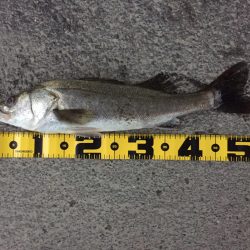 雨の中の釣行！