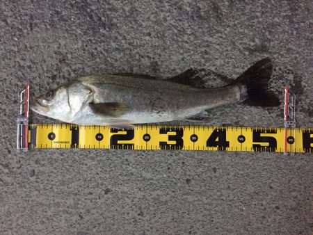 雨の中の釣行！