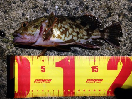 癒やし系に助けられました。