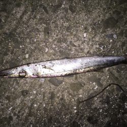 強風フィッシング