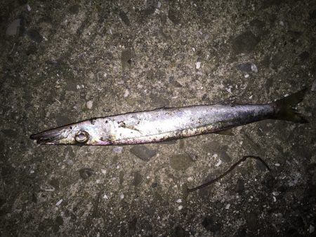 強風フィッシング