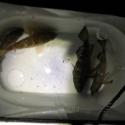 大雨後の淡路ング