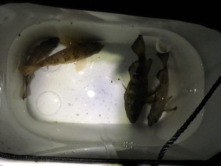 大雨後の淡路ング