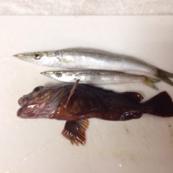 小島ライトゲーム！！