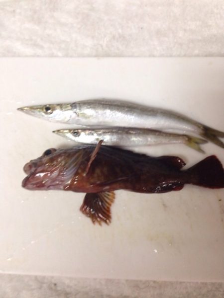 小島ライトゲーム！！