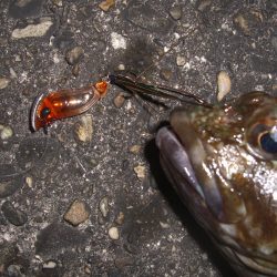 雨上がりのチニング