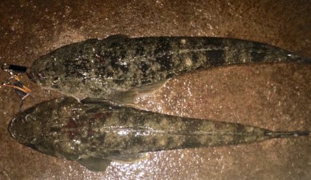 ワームでマゴチ