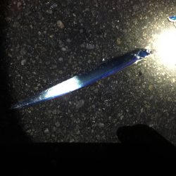 太刀魚ベイビー