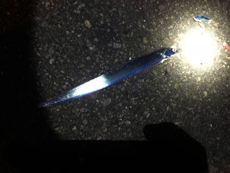 太刀魚ベイビー